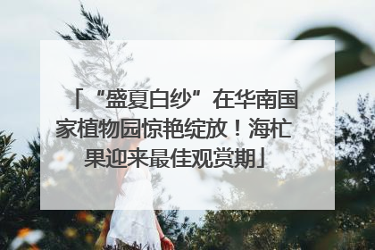 “盛夏白纱”在华南国家植物园惊艳绽放！海杧果迎来最佳观赏期