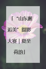 “山东邂逅美”摄影大赛｜夏至荷韵