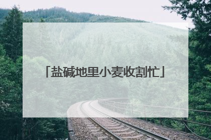 盐碱地里小麦收割忙