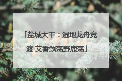 盐城大丰：湿地龙舟竞渡 艾香飘荡野鹿荡