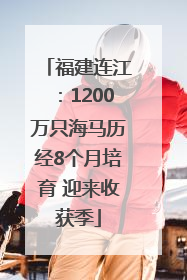 福建连江：1200万只海马历经8个月培育 迎来收获季