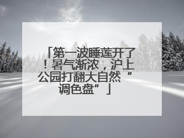 第一波睡莲开了！暑气渐浓，沪上公园打翻大自然“调色盘”