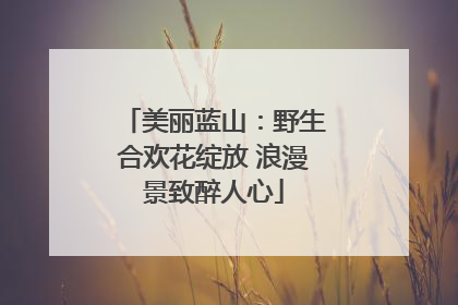 美丽蓝山：野生合欢花绽放 浪漫景致醉人心