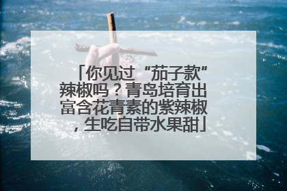 你见过“茄子款”辣椒吗？青岛培育出富含花青素的紫辣椒，生吃自带水果甜
