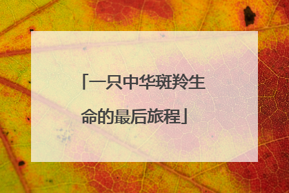 一只中华斑羚生命的最后旅程