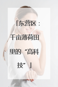 东营区：千亩薄荷田里的“高科技”