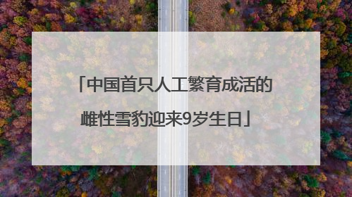 中国首只人工繁育成活的雌性雪豹迎来9岁生日