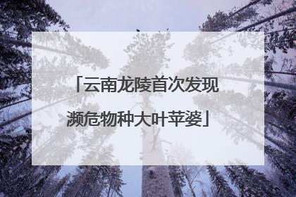 云南龙陵首次发现濒危物种大叶苹婆