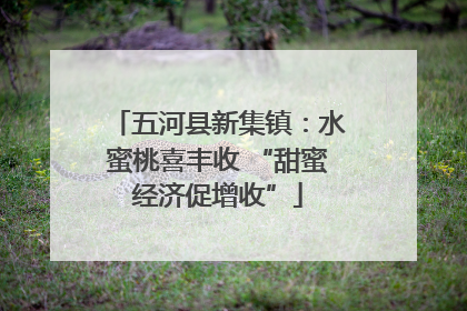 五河县新集镇：水蜜桃喜丰收 “甜蜜经济促增收”