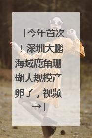 今年首次！深圳大鹏海域鹿角珊瑚大规模产卵了，视频→