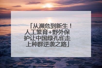 从濒危到新生！人工繁育+野外保护让中国绿孔雀走上种群逆袭之路