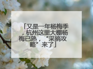 又是一年杨梅季，杭州这里大棚杨梅已熟，“采摘攻略”来了