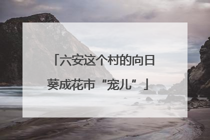 六安这个村的向日葵成花市“宠儿”
