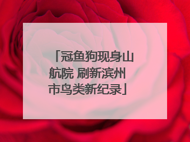 冠鱼狗现身山航院 刷新滨州市鸟类新纪录