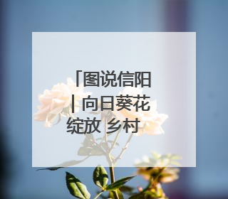 图说信阳｜向日葵花绽放 乡村旅游火热