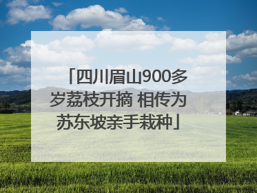 四川眉山900多岁荔枝开摘 相传为苏东坡亲手栽种