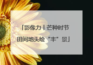 影像力丨芒种时节 田间地头绘“丰”景