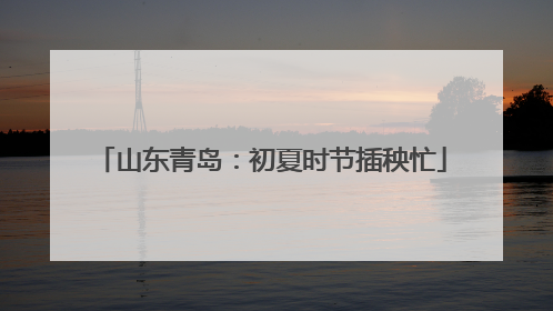 山东青岛：初夏时节插秧忙