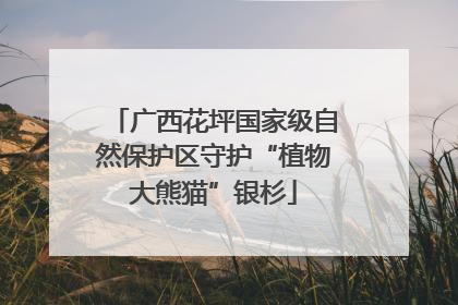 广西花坪国家级自然保护区守护“植物大熊猫”银杉