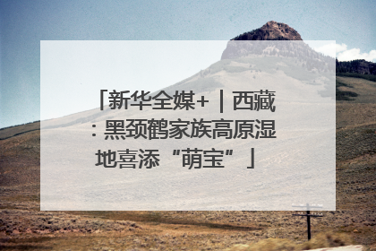 新华全媒+｜西藏：黑颈鹤家族高原湿地喜添“萌宝”