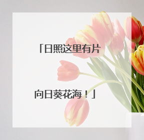 日照这里有片向日葵花海！