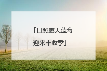 日照露天蓝莓迎来丰收季