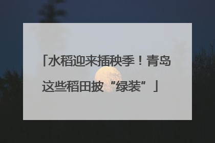 水稻迎来插秧季！青岛这些稻田披“绿装”