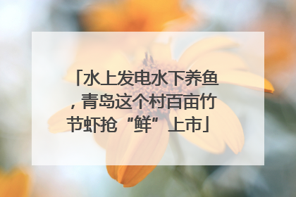 水上发电水下养鱼,青岛这个村百亩竹节虾抢“鲜”上市