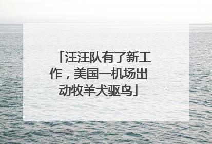 汪汪队有了新工作，美国一机场出动牧羊犬驱鸟