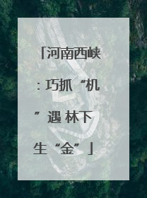 河南西峡：巧抓“机”遇 林下生“金”