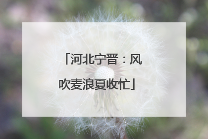 河北宁晋：风吹麦浪夏收忙