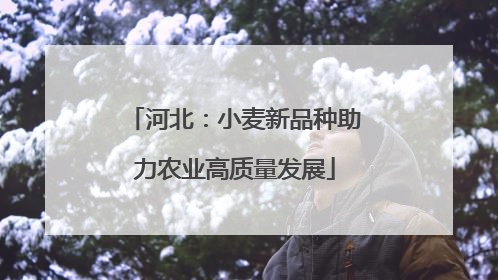 河北：小麦新品种助力农业高质量发展