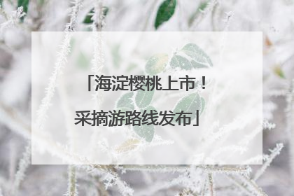 海淀樱桃上市！采摘游路线发布