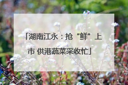 湖南江永：抢“鲜”上市 供港蔬菜采收忙