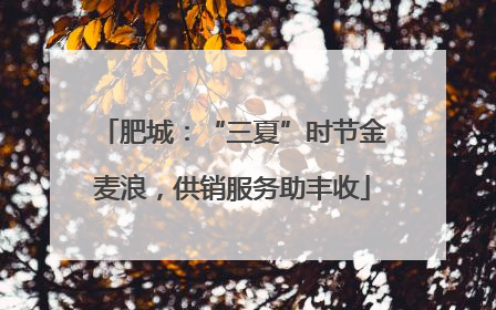 肥城：“三夏”时节金麦浪，供销服务助丰收