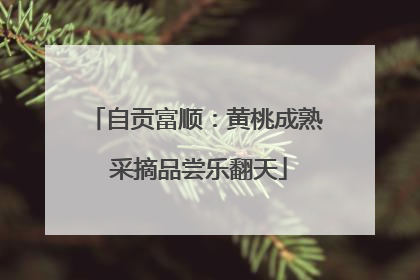 自贡富顺：黄桃成熟 采摘品尝乐翻天