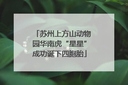 苏州上方山动物园华南虎“星星”成功诞下四胞胎