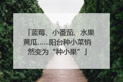 蓝莓、小番茄、水果黄瓜……阳台种小菜悄然变为“种小果”