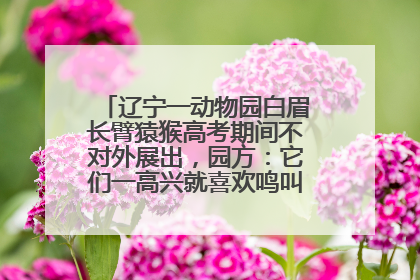 辽宁一动物园白眉长臂猿猴高考期间不对外展出，园方：它们一高兴就喜欢鸣叫，怕影响考试