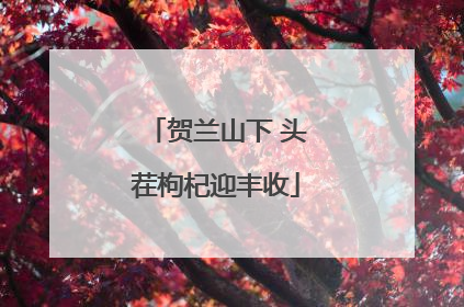 贺兰山下 头茬枸杞迎丰收