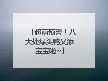 超萌预警！八大处绿头鸭又添宝宝啦~