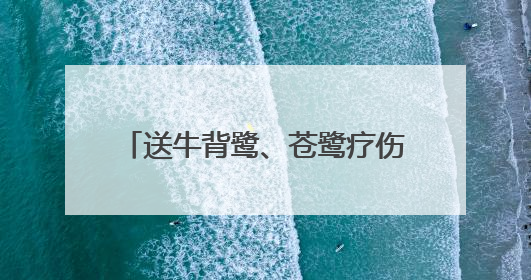 送牛背鹭、苍鹭疗伤、帮山麻雀幼鸟搬家，崇明警民救助多只受困野生保护鸟类