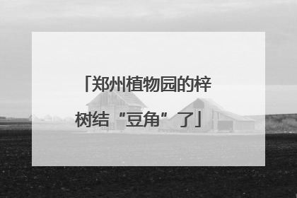 郑州植物园的梓树结“豆角”了
