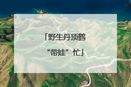 野生丹顶鹤“带娃”忙