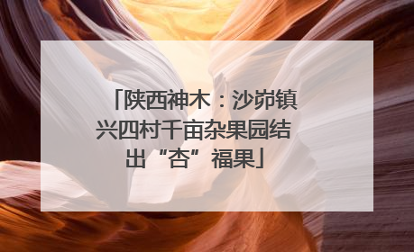 陕西神木：沙峁镇兴四村千亩杂果园结出“杏”福果
