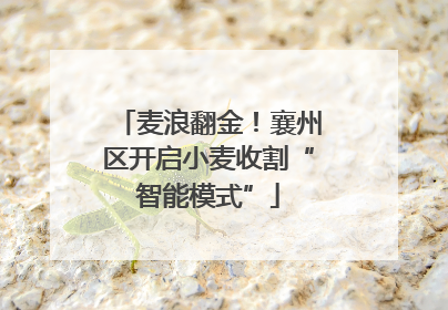 麦浪翻金！襄州区开启小麦收割“智能模式”