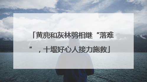黄麂和灰林鸮相继“落难”，十堰好心人接力施救